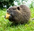 Portrait of wild coypu eating a bread Royalty Free Stock Photo