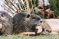 Portrait of wild coypu eating a bread Royalty Free Stock Photo