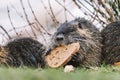 Portrait of wild coypu eating a bread Royalty Free Stock Photo