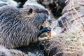 Portrait of wild coypu eating a bread Royalty Free Stock Photo