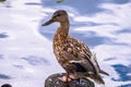 Portrait of a wild duck close-up.wild duck on the city pond on a warm summer evening