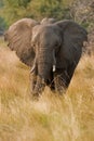 Portrait of a wild elephant in southern Africa.