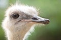 Portrait of wild emu ostrich. Royalty Free Stock Photo