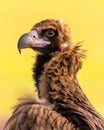 A portrait of wild Eurasian black vulture.