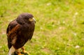 Portrait wild falcon bird watching a traditional animal hunter on a green background