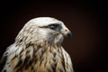 Portrait of a wild Falcon eagle side