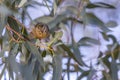 Wild Female Spotted Pardalote, Woodlands Historic Park, Victoria, Australia, June 2019