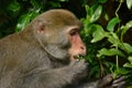 Formosan macaque eating