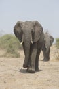 Portrait of wild free elephant bull