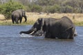 Portrait of wild free elephant showering