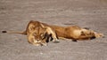 Portrait of wild free roaming african lion