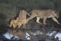 Portrait of wild free roaming african lion