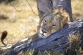 Portrait of wild free roaming african lion