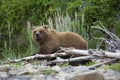 Portrait of wild free roaming brown bear