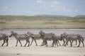 Portrait of wild free roaming zebra