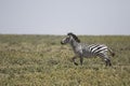 Portrait of wild free roaming zebra