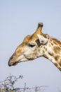 Portrait of a wild giraffe in Kruger Park, South Africa