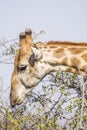 Portrait of a wild giraffe in Kruger Park, South Africa