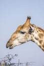 Portrait of a wild giraffe in Kruger Park, South Africa