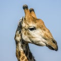 Portrait of a wild giraffe in Kruger Park, South Africa Royalty Free Stock Photo