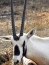 A portrait of a wild goat (Capra aegagrus) which inhabiting forests, shrub lands and rocky areas with long horns