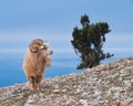 Portrait of wild goat. Royalty Free Stock Photo