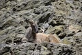 Portrait of a wild goat Royalty Free Stock Photo