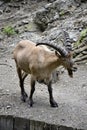 Portrait of a wild goat Royalty Free Stock Photo