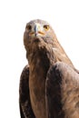 Portrait of wild golden eagle predator bird