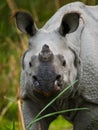 Portrait of a Wild Great one-horned rhinoceros. Royalty Free Stock Photo