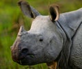 Portrait of a Wild Great one-horned rhinoceros. Royalty Free Stock Photo