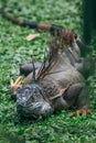 Portrait of wild green iguana. Costa Rica Royalty Free Stock Photo