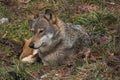 Portrait of wild grey wolf sitting in the wood