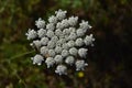 Portrait Of A Wild Hemlock Flower In The Mountains Of Galicia Fills Valles Pine Forests Meadows And Forests Of Eucalyptus In Royalty Free Stock Photo