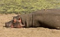 Portrait of a wild hippo sleeping, Kruger, South Africa