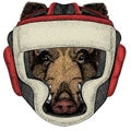 Portrait of wild hog, boar, pig. Face of brave animal. Boxing helmet.