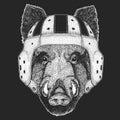 Portrait of wild hog, boar, pig. Rugby leather helmet. Face of brave animal.