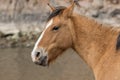 Portrait of a Wild Horse Royalty Free Stock Photo