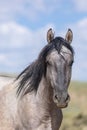 Portrait of a Wild Horse in Colorado Royalty Free Stock Photo