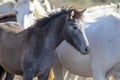 Portrait of a wild horse foal in the Camargue Royalty Free Stock Photo