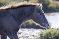 Portrait of a wild horse foal in the Camargue Royalty Free Stock Photo