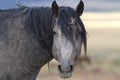 Portrait Of a Wild Horse Royalty Free Stock Photo