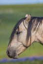 Wild Horse Portrait in Summer in Montana Royalty Free Stock Photo