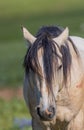 Portrait of a Wild Horse in Summer in Montana Royalty Free Stock Photo