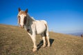 Portrait of wild horses in the park of Monte Subasio Royalty Free Stock Photo