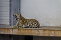 Portrait of wild jaguar big cat Panthera Onca Royalty Free Stock Photo