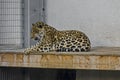 Portrait of wild jaguar big cat Panthera Onca Royalty Free Stock Photo