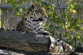 Portrait of wild jaguar big cat Panthera Onca Royalty Free Stock Photo