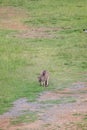 Portrait of a Wild Kangaroo Grazing Royalty Free Stock Photo