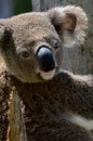 Portrait of a wild koala in Queensland, Australia